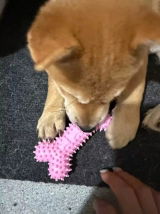 benji☆ review photo