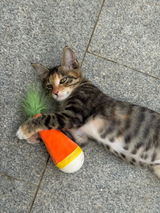 paws.and.coffee review photo