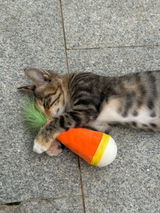 paws.and.coffee review photo