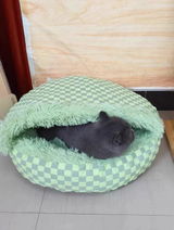 KatieLovesCats review photo