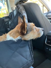 Pawmanity Mini-Deluxe Hammock
