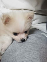 Max review photo