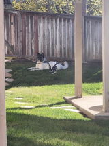 Medicineman3 review photo