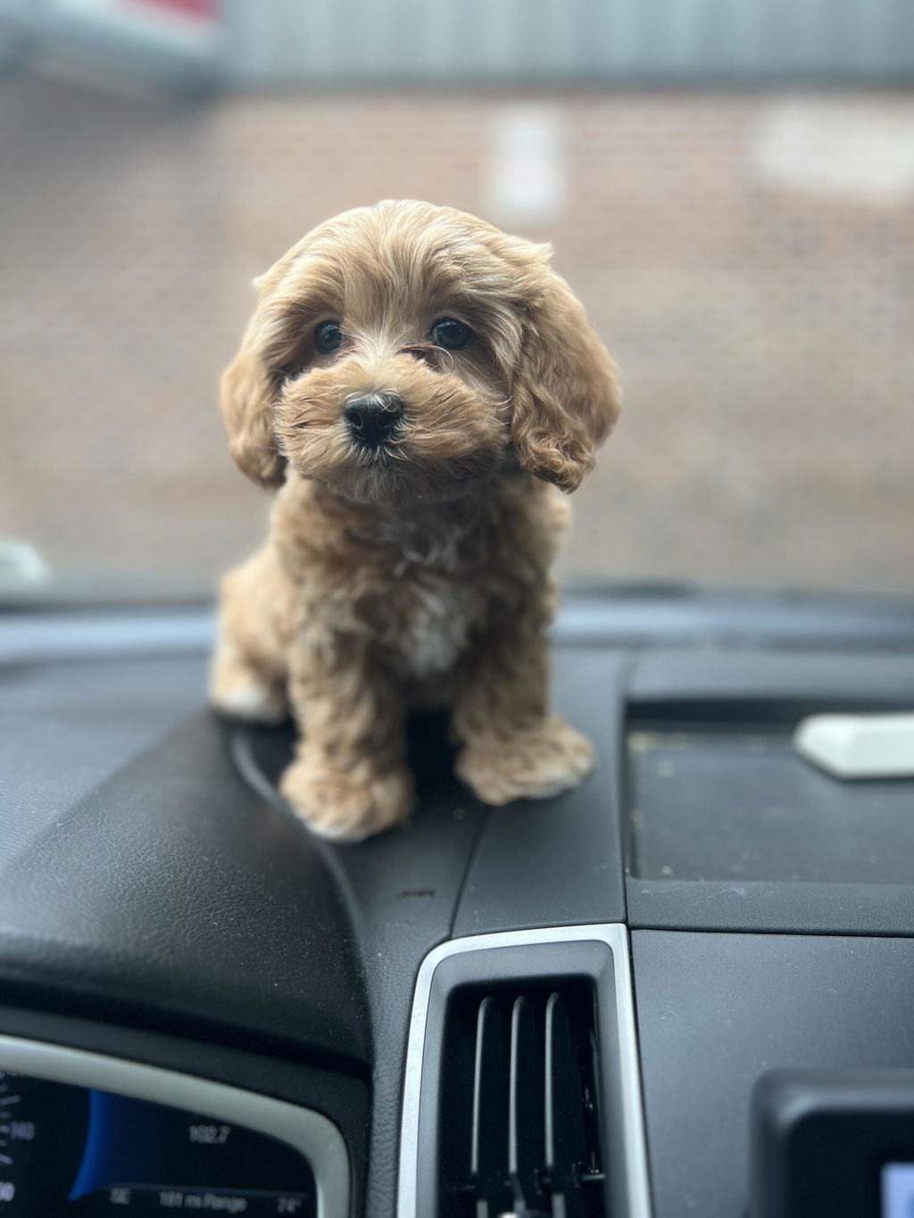 PAWPPIESPLUG