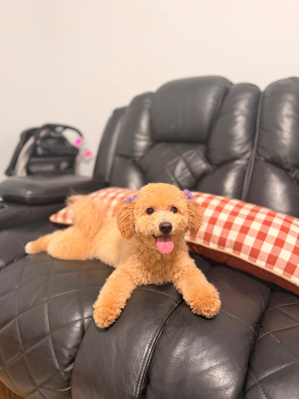 PAWPPIESPLUG