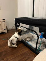 Krissy Mosbarger - Pawsitive Restorations Animal Rescue review photo