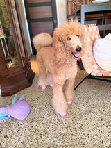 Genie & Ellie Bellie 🐾 review photo