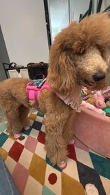 Genie & Ellie Bellie 🐾 review photo