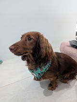 Lilith & pawrents review photo