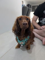 Lilith & pawrents review photo