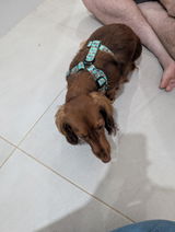 Lilith & pawrents review photo