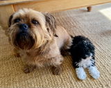 Toby, Artie and Figgy review photo