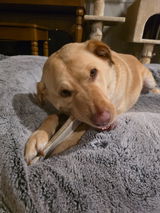 Blaze the Pup review photo