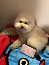ぷぷ review photo