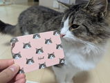 にゃー研究所はかせ review photo