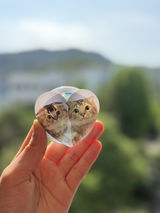 てぃむちゃろ review photo