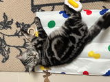 Tariq_M review photo