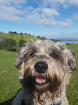 Lucy Schnoodle review photo