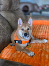 Autumn D. review photo
