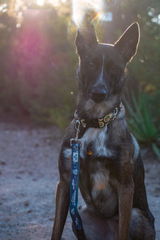 The ABQ Mutts review photo