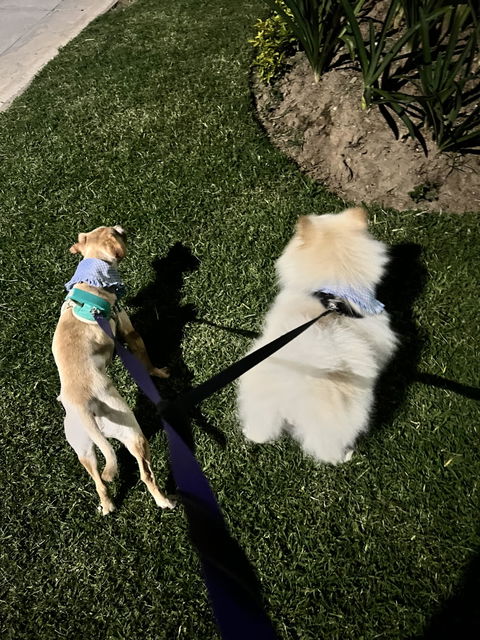 Matching Set ᵔᴥᵔ Especial Día del Perro con Brother
