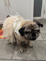 Adorable Bowknot Pet Dress