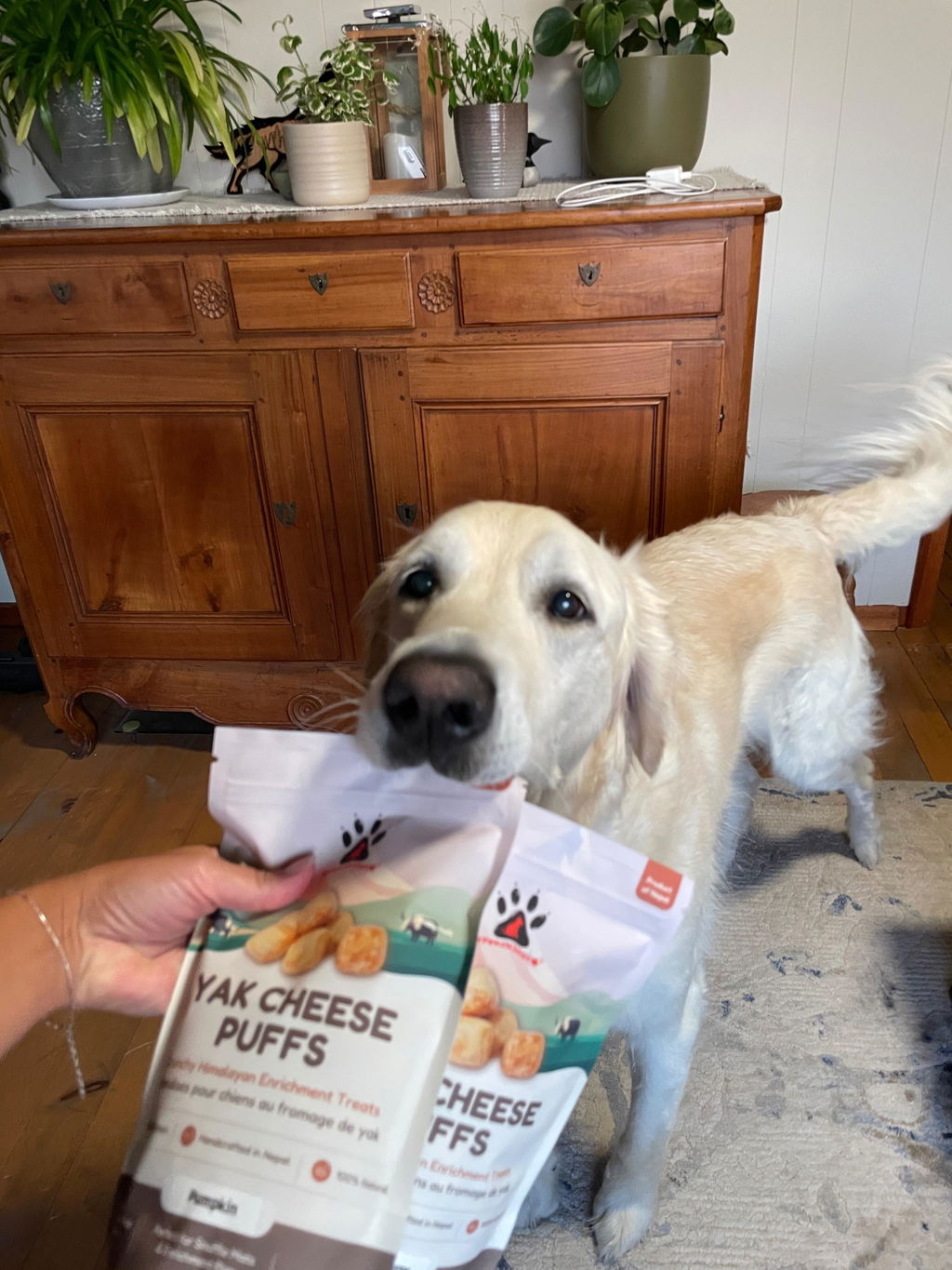 Yak Cheese Puffs for Dogs – Pumpkin