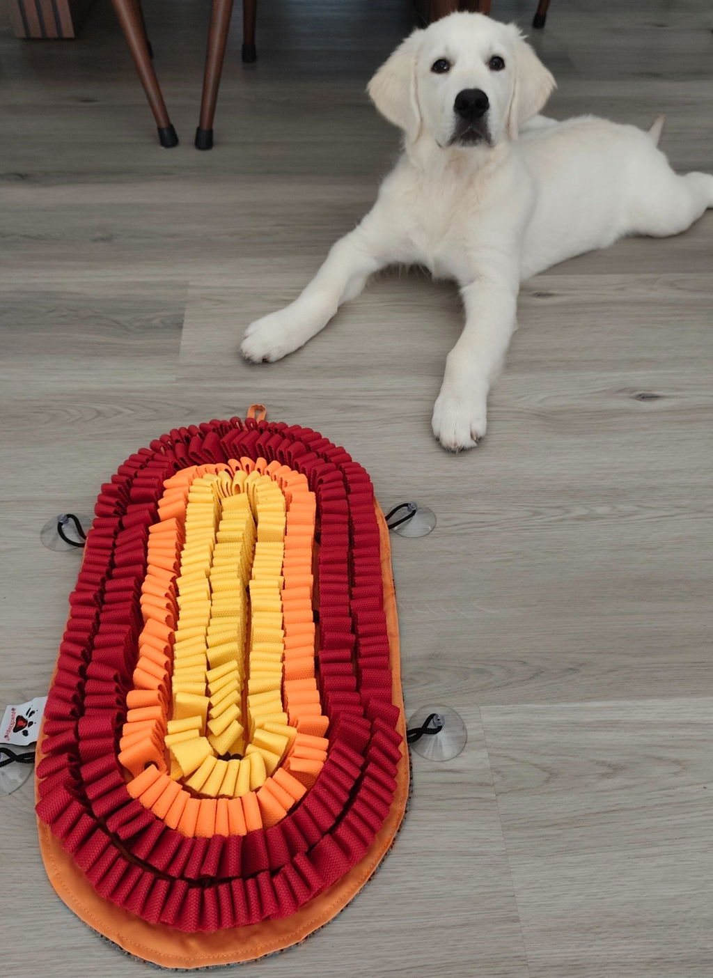 PawzNDogz®