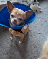 PENNY Chihuahua review photo