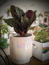 Joleann Trine review photo