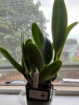 Karlee review photo