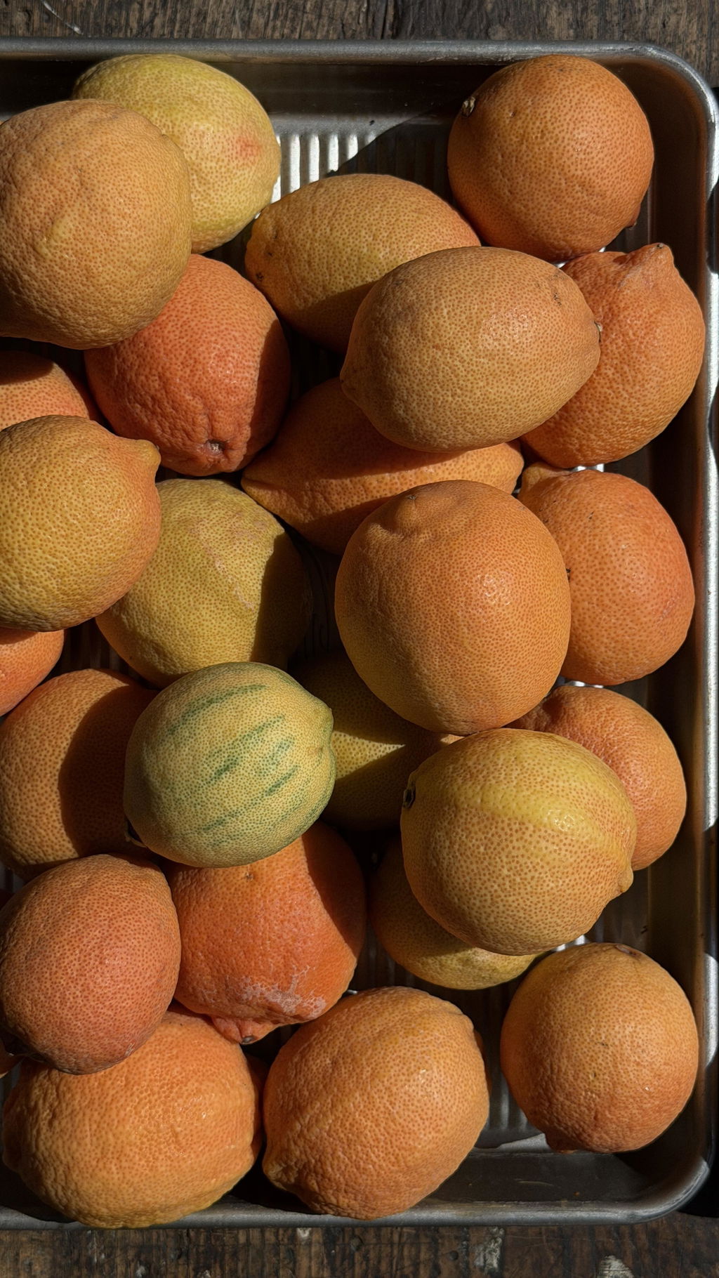 Buddha Hand Citron – Pearson Ranch