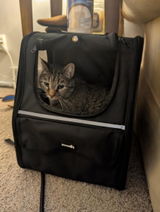 Curley13 review photo
