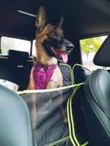 K9 Stella Pulvis review photo