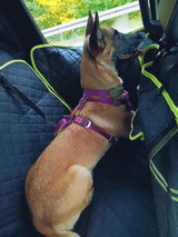 K9 Stella Pulvis review photo