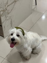 sdfgnhj review photo