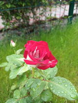 Tesleanu Loredana review photo