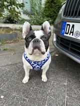 Frenchheimer review photo