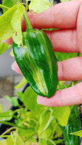 Chilenas Peppers review photo