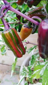 Chilenas Peppers review photo