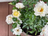 Diane Redcay review photo