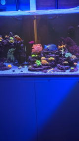Custom Trace System, a Personalized Supplement for Reef Aquariums created from ICP Test Results
