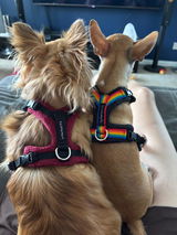 Stella & Teddy review photo