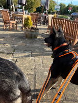 Thedogwhisperer review photo