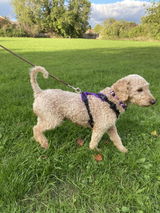 Cb Remrod review photo