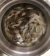 Tiago Costa review photo