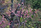 茂 葛西 review photo