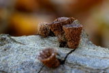 Gocha Nemsadze review photo