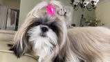 Andreza S. review photo