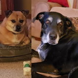 Dog D. review photo